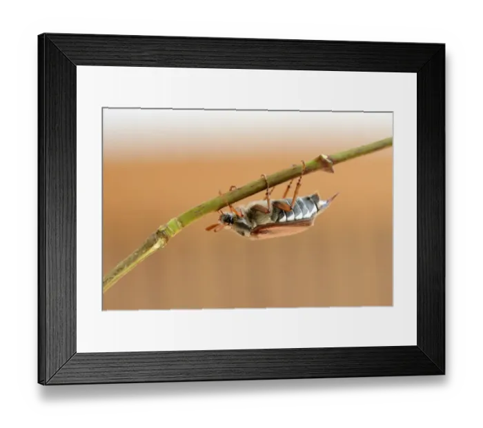 Framed Print : Cockcafer -Melolontha melolontha- Framed Print : Cockcafer -Melolontha melolontha-