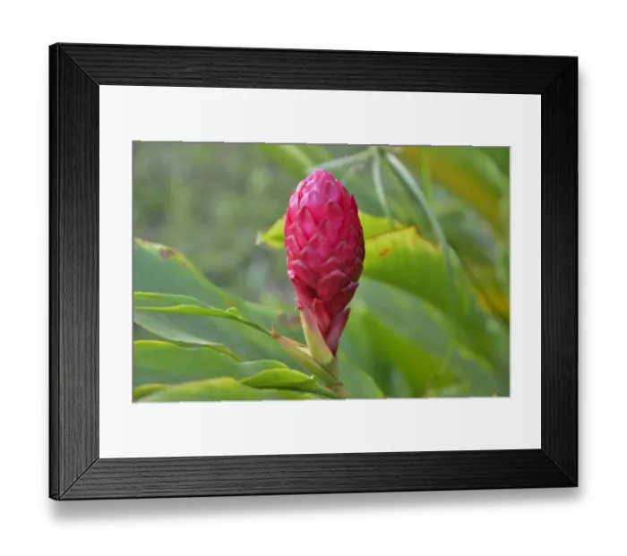 Framed Print : Ginger flower -Zingiber officinale-, Cameroon, Central Africa, Africa Framed Print : Ginger flower -Zingiber officinale-, Cameroon, Central Africa, Africa