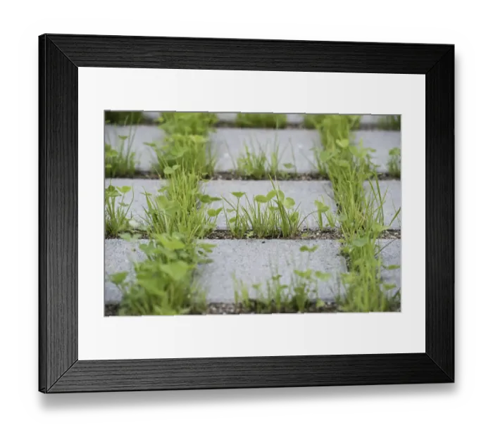 Framed Print : Eco-friendly paving of a parking lot with clover and grass, Germany Framed Print : Eco-friendly paving of a parking lot with clover and grass, Germany