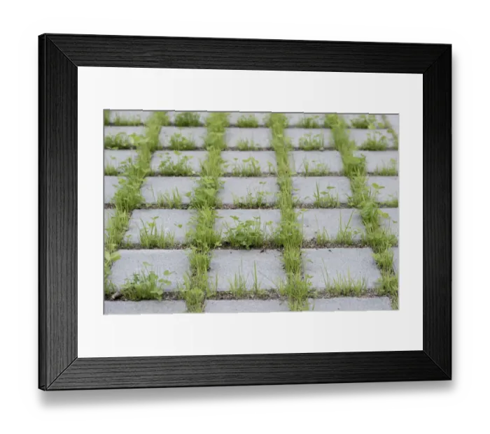 Framed Print : Eco-friendly paving of a parking lot with clover and grass, Germany Framed Print : Eco-friendly paving of a parking lot with clover and grass, Germany