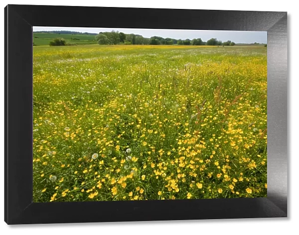 Meadow Buttercup -Ranunculus acris-, many flowers on a meadow, Bavaria, Germany