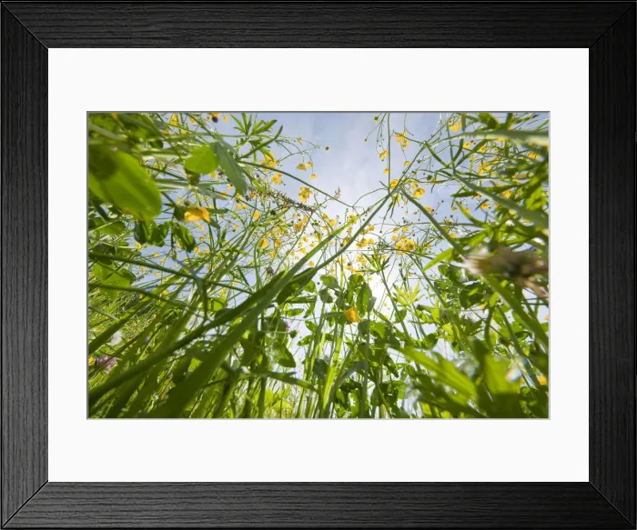 Framed Print : Meadow Buttercup, Tall Buttercup or Giant Buttercup -Ranunculus acris-, in flower, worms eye view, Thuringia, Germany Framed Print : Meadow Buttercup, Tall Buttercup or Giant Buttercup -Ranunculus acris-, in flower, worms eye view, Thuringia, Germany