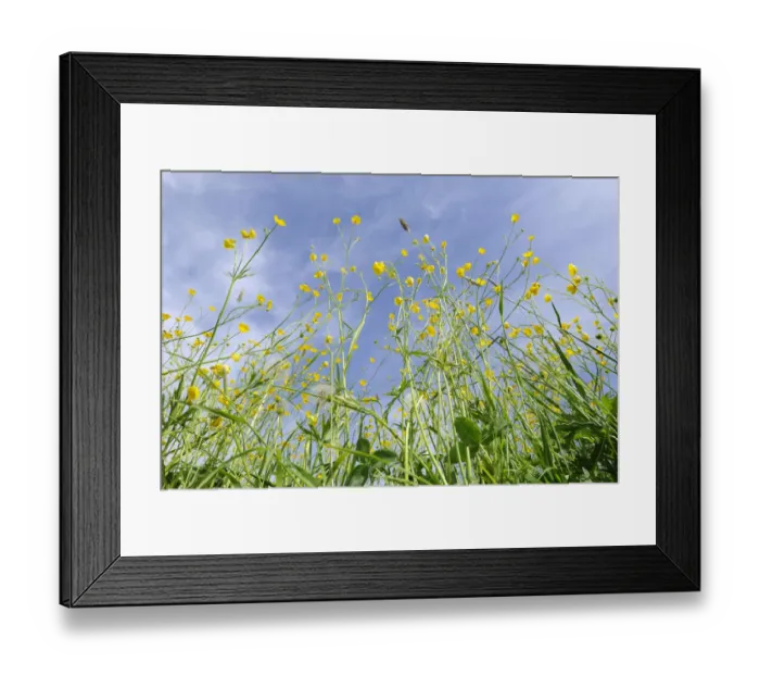 Framed Print : Meadow Buttercups, Tall Buttercups or Giant Buttercups -Ranunculus acris-, in flower against a blue sky, Thuringia, Germany Framed Print : Meadow Buttercups, Tall Buttercups or Giant Buttercups -Ranunculus acris-, in flower against a blue sky, Thuringia, Germany