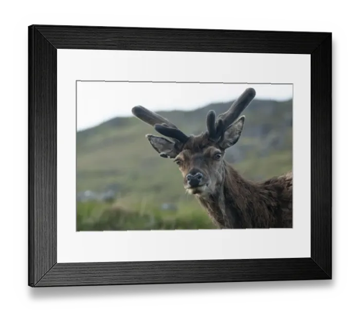 Framed Print : Red Deer -Cervus elaphus-, Highlands, Scotland, United Kingdom Framed Print : Red Deer -Cervus elaphus-, Highlands, Scotland, United Kingdom