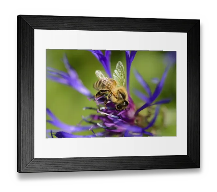 Framed Print : Carnolian honey bee -Apis mellifera var carnica-, on blue flower of mountain knapweed or cornflower -Centaurea montana L. - Framed Print : Carnolian honey bee -Apis mellifera var carnica-, on blue flower of mountain knapweed or cornflower -Centaurea montana L. -