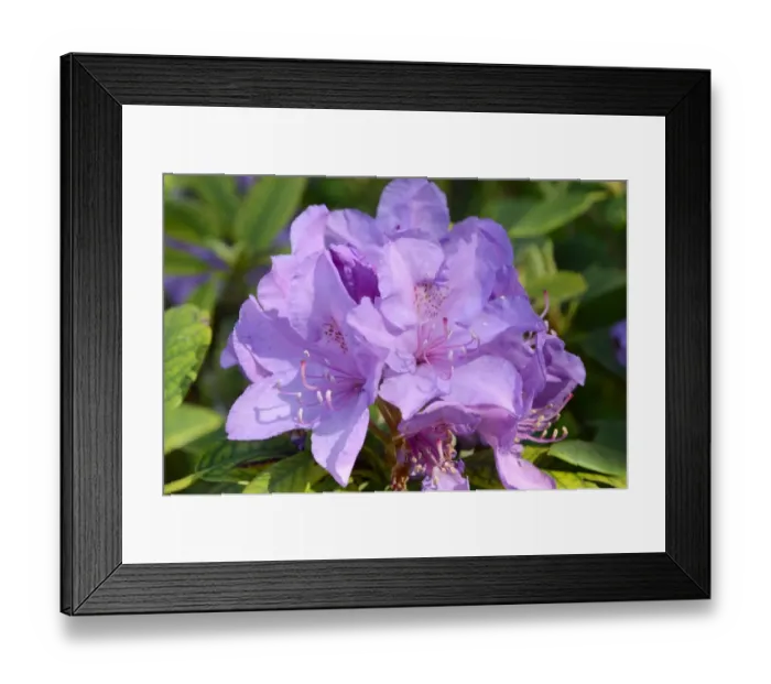 Framed Print : Rhododendron flower -Rhododendron sp. -, hybrid Framed Print : Rhododendron flower -Rhododendron sp. -, hybrid