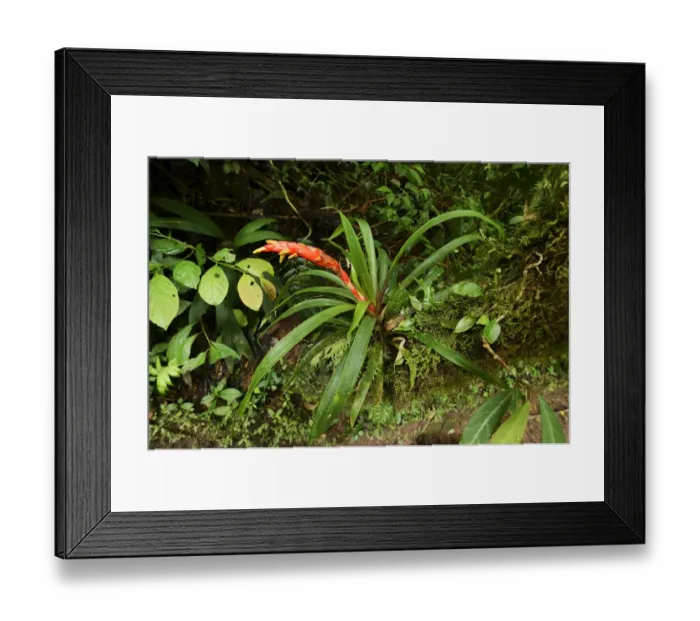 Framed Print : Bromeliad -Bromeliaceae- in flower, Monteverde National Park, Costa Rica, Central America Framed Print : Bromeliad -Bromeliaceae- in flower, Monteverde National Park, Costa Rica, Central America