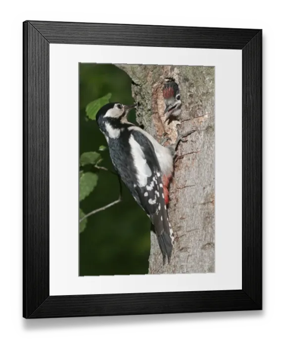 Framed Print : Great Spotted Woodpecker -Picoides major-, female feeding young birds at a nesting hole, Wasseralfingen, Baden-Wuerttemberg, Germany, Europe Framed Print : Great Spotted Woodpecker -Picoides major-, female feeding young birds at a nesting hole, Wasseralfingen, Baden-Wuerttemberg, Germany, Europe