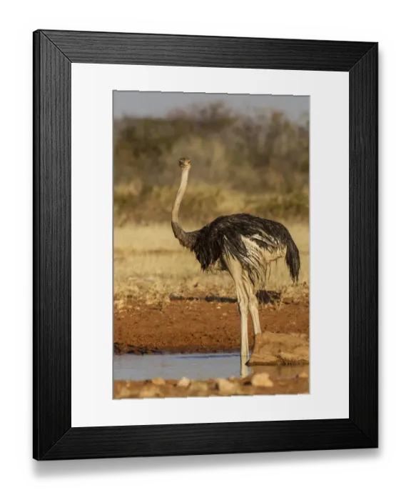 Framed Print : Ostrich -Struthio camelus-, Etosha National Park, Namibia, Africa Framed Print : Ostrich -Struthio camelus-, Etosha National Park, Namibia, Africa