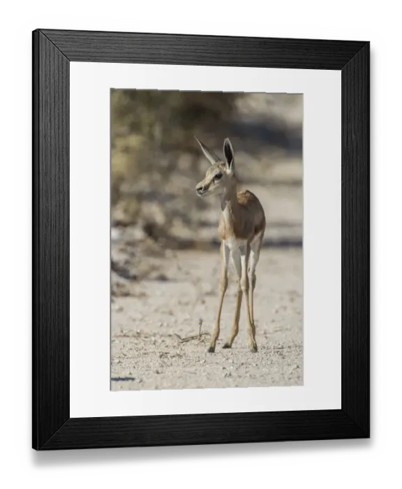 Framed Print : Springbok -Antidorcas marsupialis-, Etosha National Park, Namibia, Africa Framed Print : Springbok -Antidorcas marsupialis-, Etosha National Park, Namibia, Africa