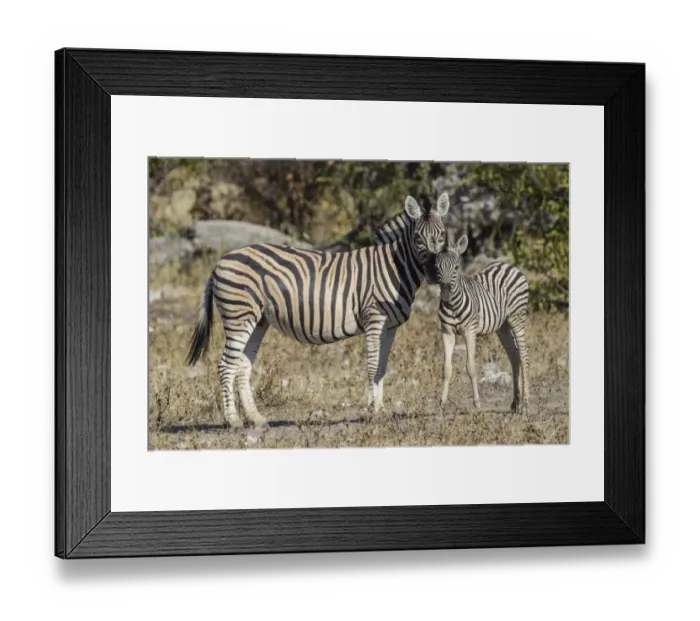 Framed Print : Burchells zebra -Equus quagga- and foal, Etosha National Park, Namibia, Africa