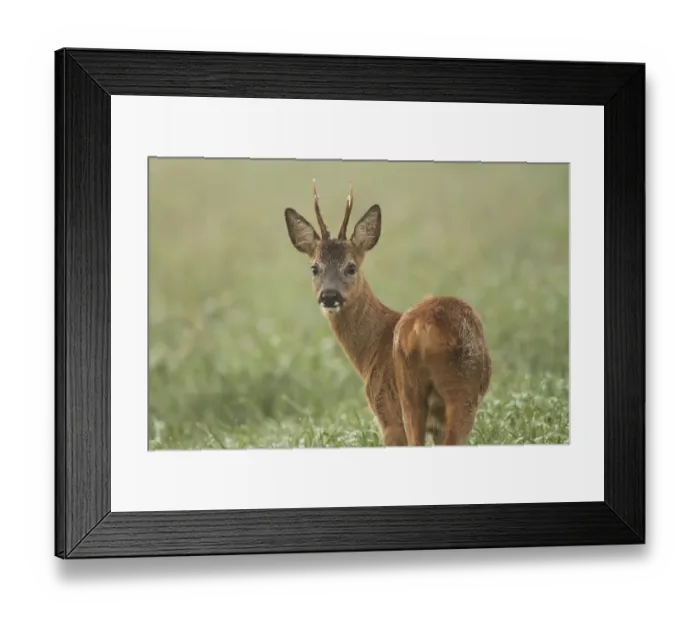 Framed Print : Roe Deer -Capreolus capreolus-, Roebuck, Limburg an der Lahn, Hesse, Germany, Europe Framed Print : Roe Deer -Capreolus capreolus-, Roebuck, Limburg an der Lahn, Hesse, Germany, Europe