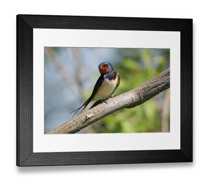 Framed Print : Barn Swallow -Hirundo rustica-, Burgenland, Austria, Europe Framed Print : Barn Swallow -Hirundo rustica-, Burgenland, Austria, Europe