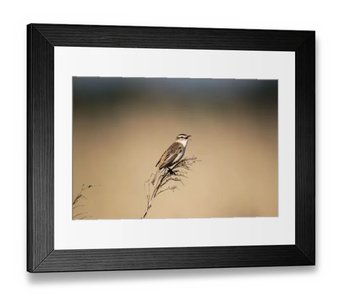 Framed Print : Sedge Warbler -Acrocephalus schoenobaenus-, singing, Burgenland, Austria, Europe Framed Print : Sedge Warbler -Acrocephalus schoenobaenus-, singing, Burgenland, Austria, Europe