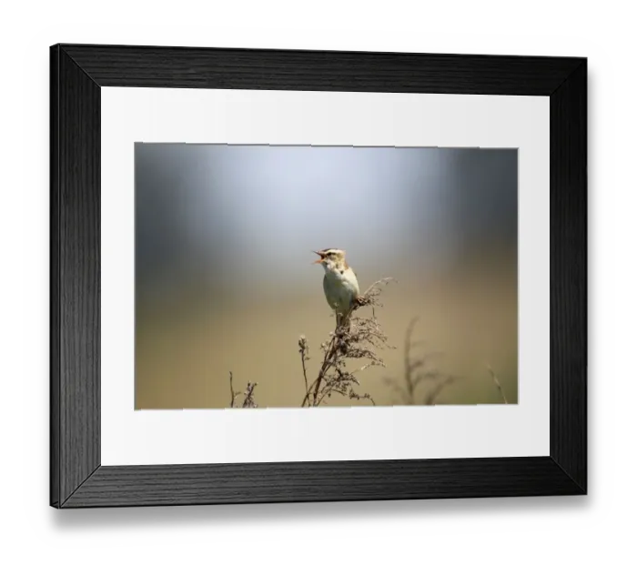 Framed Print : Sedge Warbler -Acrocephalus schoenobaenus-, singing, Burgenland, Austria, Europe