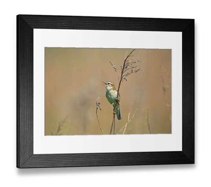 Framed Print : Sedge Warbler -Acrocephalus schoenobaenus-, singing, Burgenland, Austria, Europe