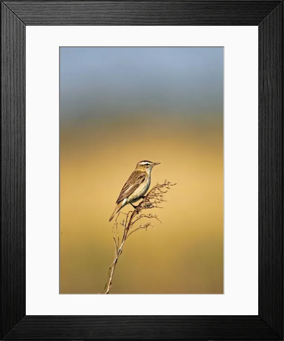 Framed Print : Sedge Warbler -Acrocephalus schoenobaenus-, Burgenland, Austria, Europe