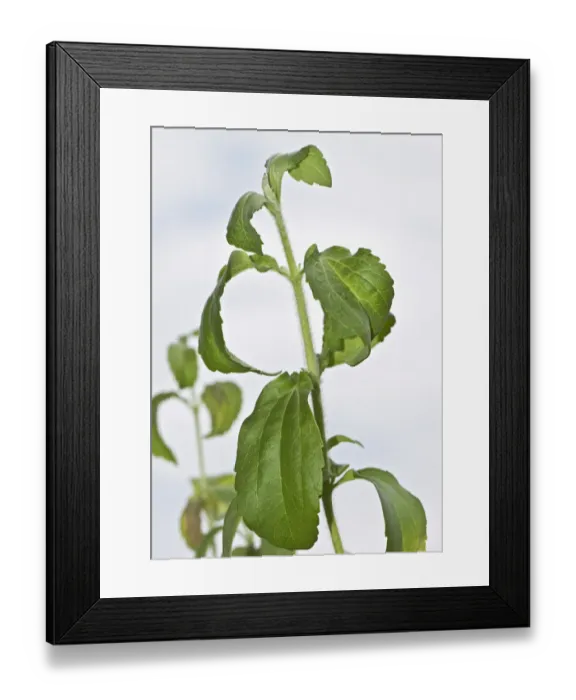Framed Print : Stevia, sweetleaf or sugarleaf -Stevia rebaudiana- Framed Print : Stevia, sweetleaf or sugarleaf -Stevia rebaudiana-