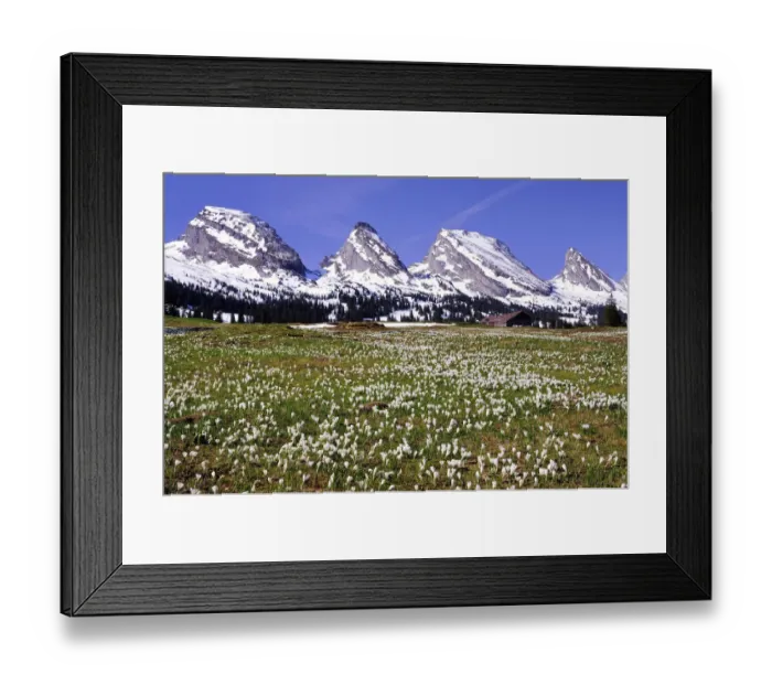 Framed Print : Crocus meadow on the Sellamatt in Toggenburg, the snowy Churfirsten at the back, Schibenstoll, Zuestoll, Brisi, Frumsel, Unterwasser, Canton of St. Gallen, Switzerland Framed Print : Crocus meadow on the Sellamatt in Toggenburg, the snowy Churfirsten at the back, Schibenstoll, Zuestoll, Brisi, Frumsel, Unterwasser, Canton of St. Gallen, Switzerland