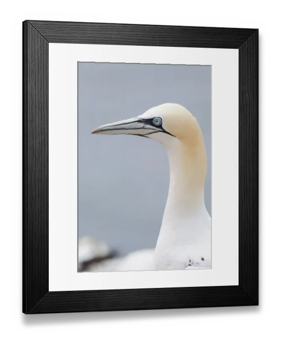 Framed Print : Northern Gannet -Morus bassanus-, Heligoland, Schleswig-Holstein, Germany Framed Print : Northern Gannet -Morus bassanus-, Heligoland, Schleswig-Holstein, Germany