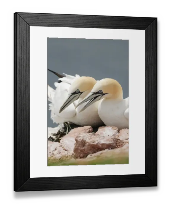 Framed Print : Two Northern Gannets -Morus bassanus- sitting on a rock, Heligoland, Schleswig-Holstein, Germany Framed Print : Two Northern Gannets -Morus bassanus- sitting on a rock, Heligoland, Schleswig-Holstein, Germany