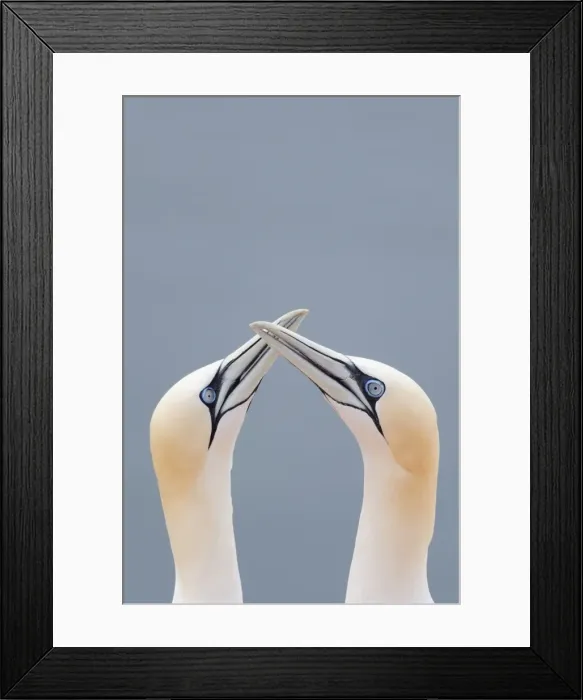 Framed Print : Two Northern Gannets -Morus bassanus- touching beaks to greet each other, Heligoland, Schleswig-Holstein, Germany
