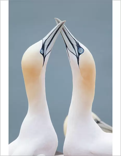 Two Northern Gannets -Morus bassanus- touching beaks to greet each other, Heligoland, Schleswig-Holstein, Germany