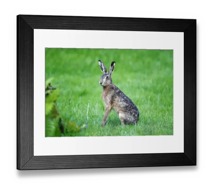Framed Print : Hare -Lepus europaeus-, sitting in the grass listening, Neuwerk Island, Germany Framed Print : Hare -Lepus europaeus-, sitting in the grass listening, Neuwerk Island, Germany