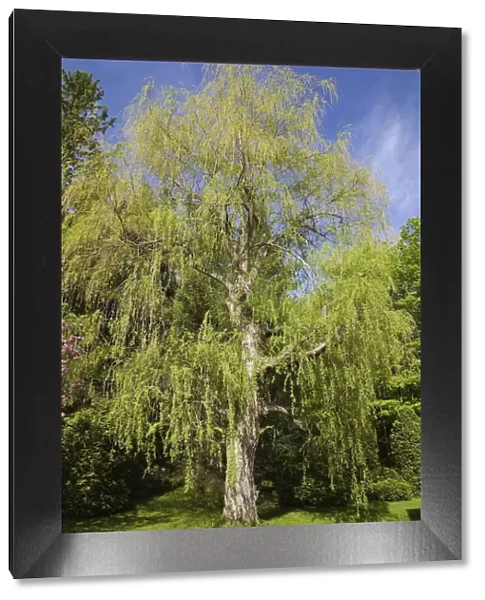 Weeping willow tree -Salix sp. - at springtime, Quebec, Canada