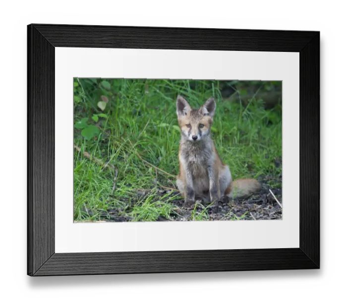 Framed Print : Red Fox -Vulpes vulpes-, pup, North Hesse, Hesse, Germany Framed Print : Red Fox -Vulpes vulpes-, pup, North Hesse, Hesse, Germany