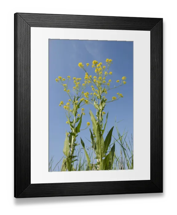 Framed Print : Turkish Rocket -Bunias orientalis-, in flower against a blue sky, Thuringia, Germany Framed Print : Turkish Rocket -Bunias orientalis-, in flower against a blue sky, Thuringia, Germany