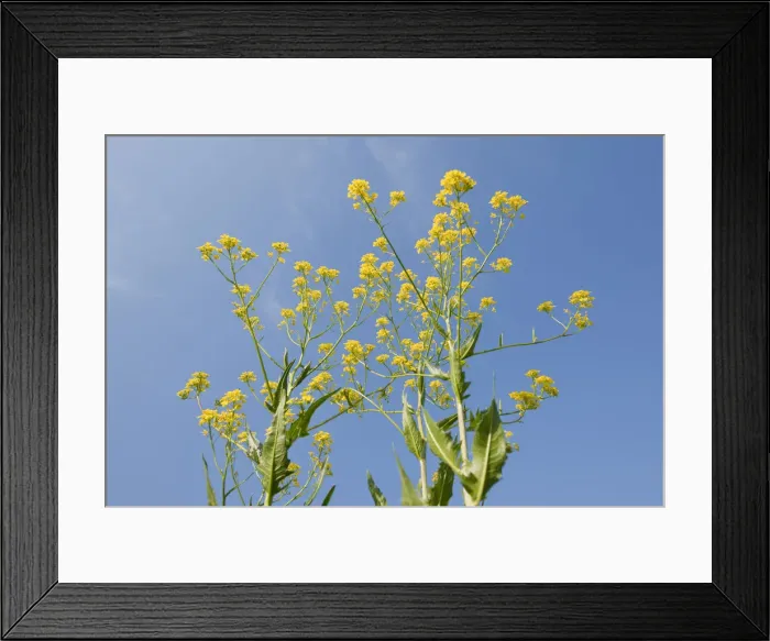 Framed Print : Turkish Rocket -Bunias orientalis-, in flower against a blue sky, Thuringia, Germany Framed Print : Turkish Rocket -Bunias orientalis-, in flower against a blue sky, Thuringia, Germany