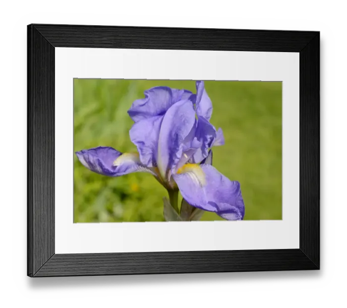 Framed Print : Blue Iris Barbata flower -Iris barbata elatior-, hybrid Framed Print : Blue Iris Barbata flower -Iris barbata elatior-, hybrid