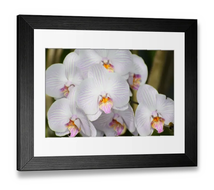 Framed Print : Panicle of white orchid flowers -Phalaenopsis-, hybrid Framed Print : Panicle of white orchid flowers -Phalaenopsis-, hybrid