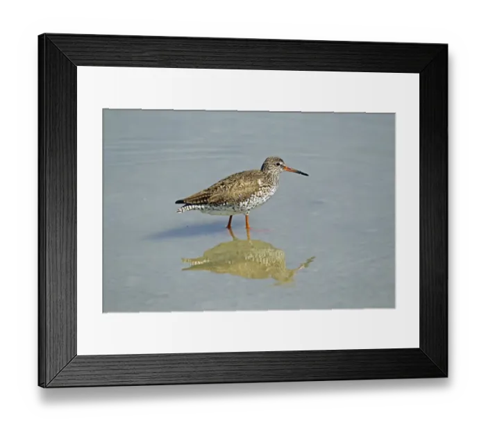 Framed Print : Common Redshank -Tringa totanus-, Burgenland, Austria, Europe Framed Print : Common Redshank -Tringa totanus-, Burgenland, Austria, Europe