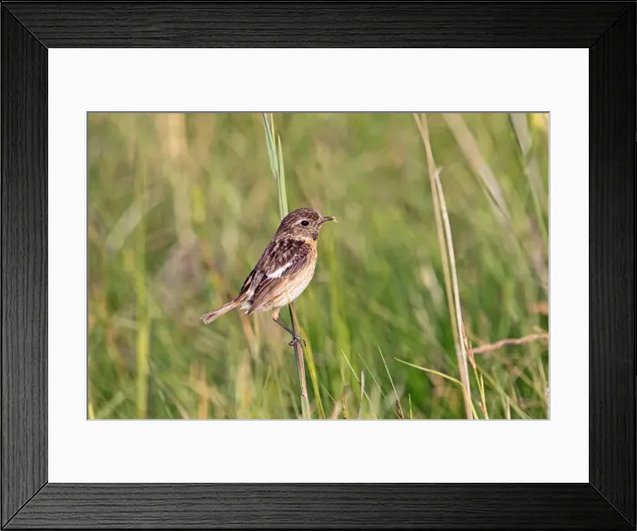 Framed Print : African stonechat -Saxicola torquata-, female in field scenery, Burgenland, Austria, Europe