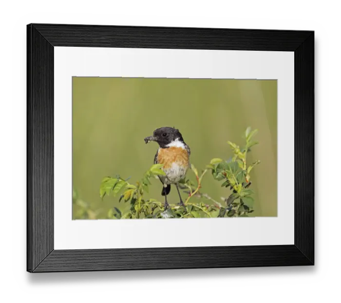 Framed Print : African stonechat -Saxicola torquata-, male with a cross spider, Burgenland, Austria, Europe Framed Print : African stonechat -Saxicola torquata-, male with a cross spider, Burgenland, Austria, Europe