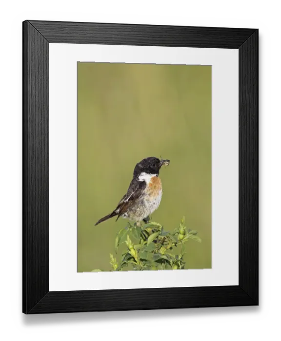 Framed Print : African stonechat -Saxicola torquata-, male with a cross spider, Burgenland, Austria, Europe