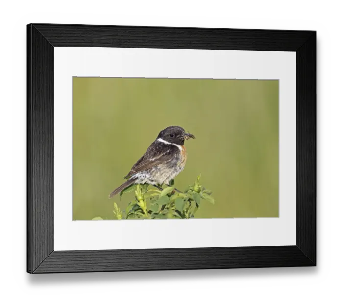 Framed Print : African stonechat -Saxicola torquata-, male with a cross spider, Burgenland, Austria, Europe Framed Print : African stonechat -Saxicola torquata-, male with a cross spider, Burgenland, Austria, Europe