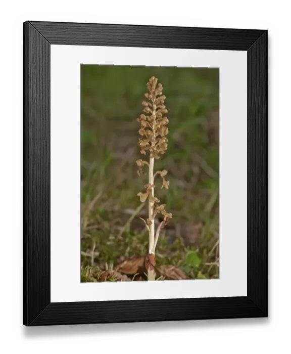 Framed Print : Bird s-nest Orchid -Neottia nidus-avis-, Untergroeningen, Baden-Wuerttemberg, Germany, Europe Framed Print : Bird s-nest Orchid -Neottia nidus-avis-, Untergroeningen, Baden-Wuerttemberg, Germany, Europe