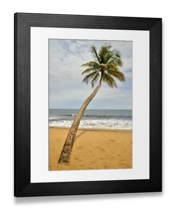 Framed Print : Palm tree on the beach in Kribi, Cameroon, Central Africa, Africa Framed Print : Palm tree on the beach in Kribi, Cameroon, Central Africa, Africa