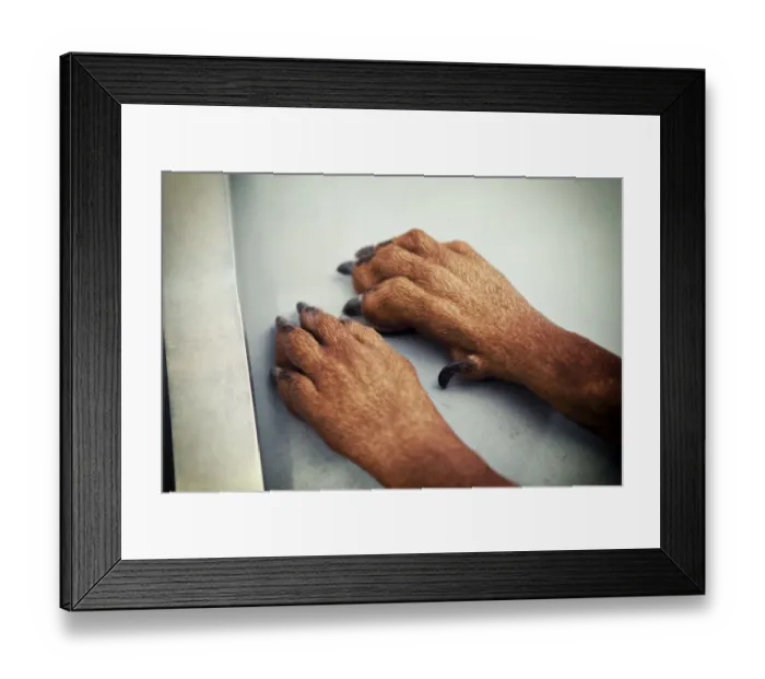 Framed Print : Paws of a Doberman Framed Print : Paws of a Doberman