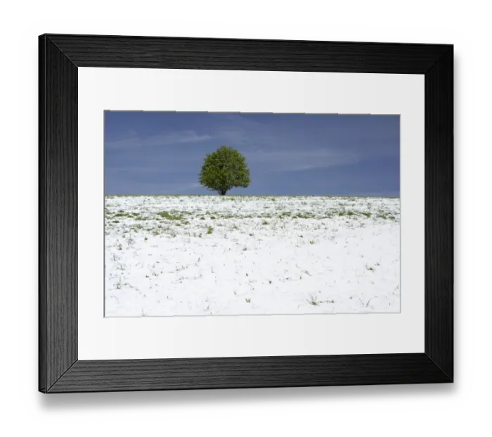 Framed Print : Snow-covered landscape with tree, Black Forest, St. Peter, Baden-Wuerttemberg, Germany, Europe Framed Print : Snow-covered landscape with tree, Black Forest, St. Peter, Baden-Wuerttemberg, Germany, Europe