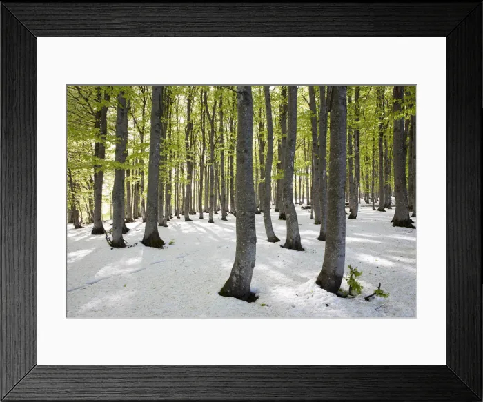Framed Print : Freshly fallen snow in spring, beech trees with fresh green leaves, Mt Kandel, Black Forest, Baden-Wuerttemberg, Germany, Europe Framed Print : Freshly fallen snow in spring, beech trees with fresh green leaves, Mt Kandel, Black Forest, Baden-Wuerttemberg, Germany, Europe