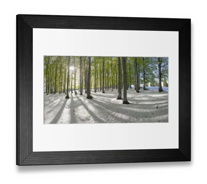 Framed Print : Freshly fallen snow in spring, beech trees with fresh green leaves, Mt Kandel, Black Forest, Baden-Wuerttemberg, Germany, Europe Framed Print : Freshly fallen snow in spring, beech trees with fresh green leaves, Mt Kandel, Black Forest, Baden-Wuerttemberg, Germany, Europe