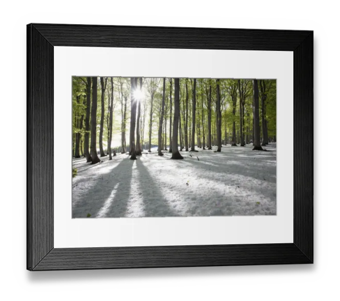 Framed Print : Freshly fallen snow in spring, beech trees with fresh green leaves, Mt Kandel, Black Forest, Baden-Wuerttemberg, Germany, Europe Framed Print : Freshly fallen snow in spring, beech trees with fresh green leaves, Mt Kandel, Black Forest, Baden-Wuerttemberg, Germany, Europe