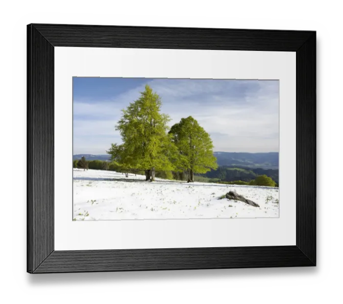 Framed Print : Fresh snow in spring, beech trees with fresh green foliage on Kandel Mountain in the Black Forest, Baden-Wuerttemberg, Germany, Europe, PublicGround Framed Print : Fresh snow in spring, beech trees with fresh green foliage on Kandel Mountain in the Black Forest, Baden-Wuerttemberg, Germany, Europe, PublicGround