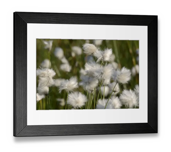 Framed Print : Flowering Hare s-tail Cottongrass, Tussock Cottongrass or Sheathed Cottonsedge -Eriophorum vaginatum-, Grundbeckenmoor near Rosenheim, alpine upland, Bavaria, Germany, EUrope