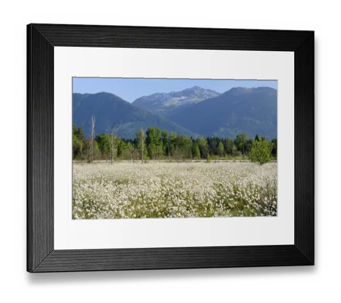 Framed Print : Flowering Hare s-tail Cottongrass, Tussock Cottongrass or Sheathed Cottonsedge -Eriophorum vaginatum-, carpet of flowering grass, mountains at back, Grundbeckenmoor near Rosenheim, alpine upland, Bavaria, Germany, EUrope Framed Print : Flowering Hare s-tail Cottongrass, Tussock Cottongrass or Sheathed Cottonsedge -Eriophorum vaginatum-, carpet of flowering grass, mountains at back, Grundbeckenmoor near Rosenheim, alpine upland, Bavaria, Germany, EUrope