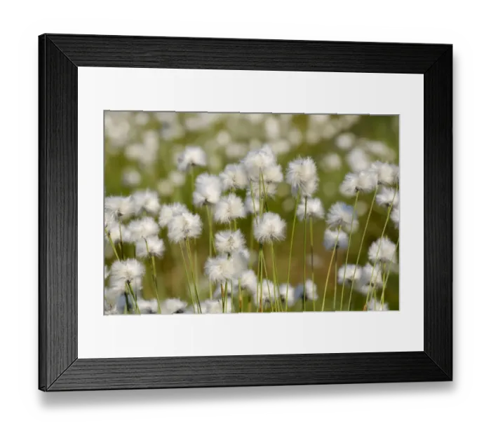 Framed Print : Flowering Hare s-tail Cottongrass, Tussock Cottongrass or Sheathed Cottonsedge -Eriophorum vaginatum-, Grundbeckenmoor near Rosenheim, alpine upland, Bavaria, Germany, EUrope Framed Print : Flowering Hare s-tail Cottongrass, Tussock Cottongrass or Sheathed Cottonsedge -Eriophorum vaginatum-, Grundbeckenmoor near Rosenheim, alpine upland, Bavaria, Germany, EUrope